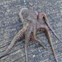 雨の合間にタコ