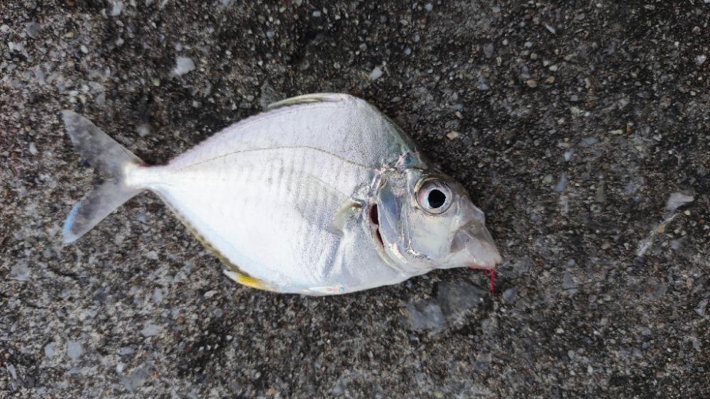 那覇港でブッコミ小物釣り