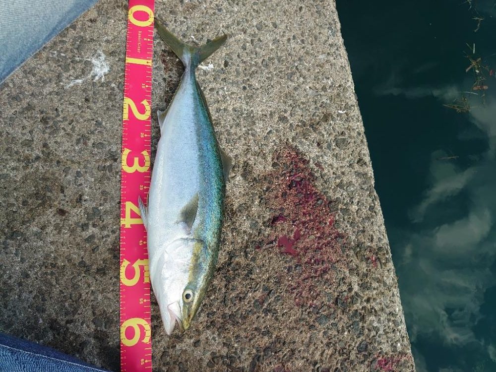 ショアジギング