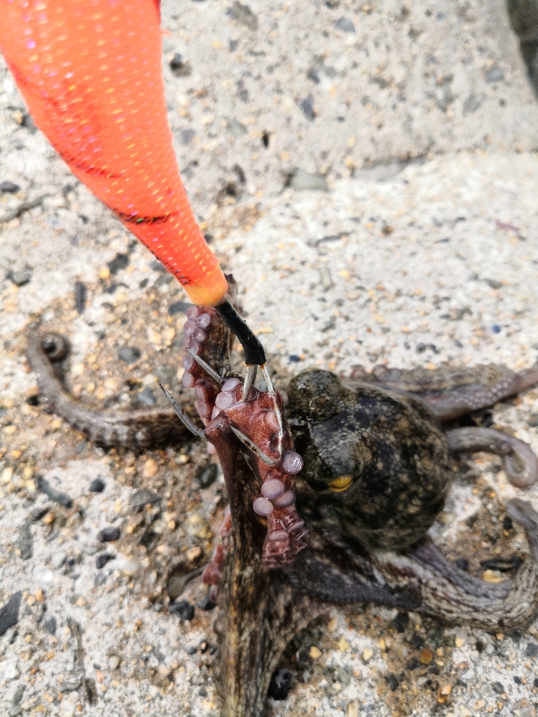 オクトパッシング 19