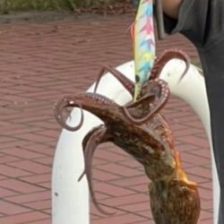 オクトパッシング