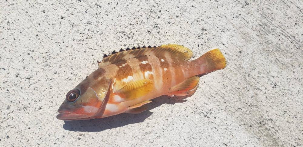 アジング@新宮周辺