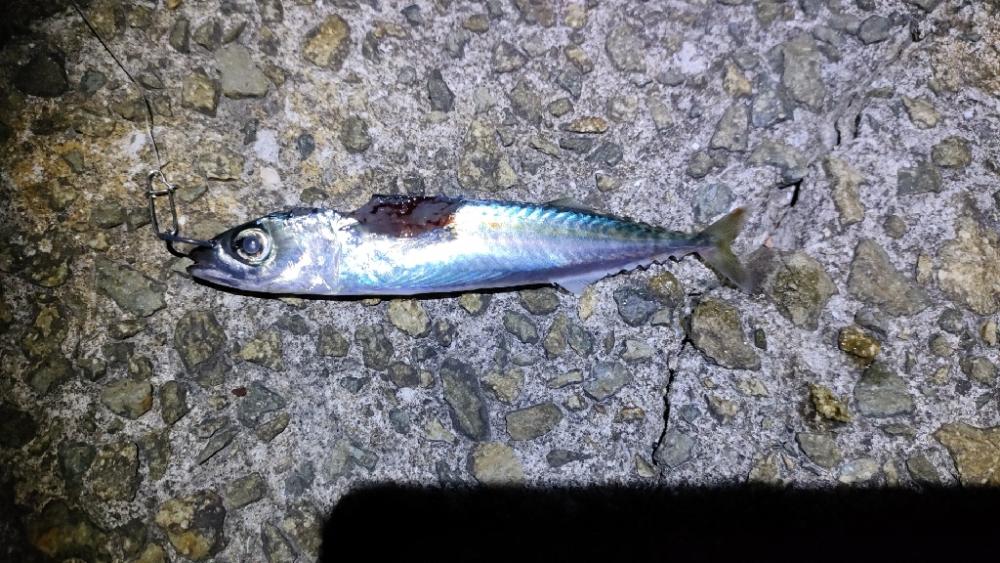 タコ探しつつアジも