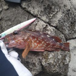 越前海岸青物狙い