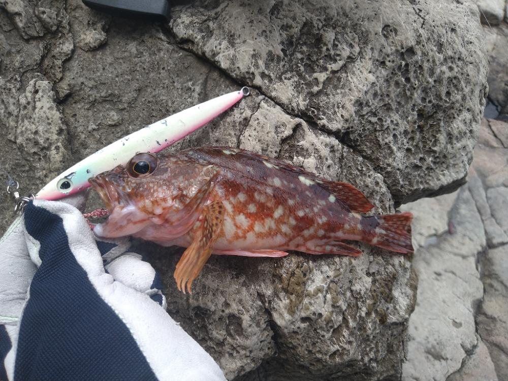 越前海岸青物狙い