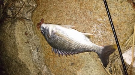 久々のスピニング