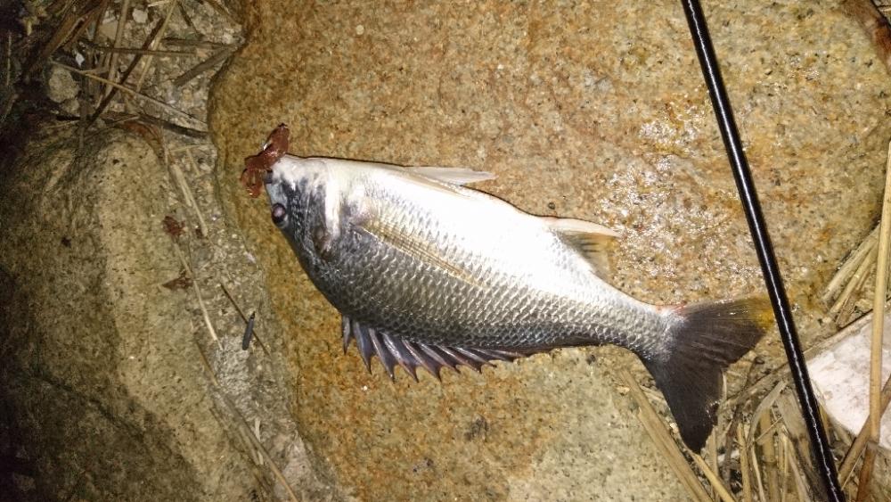 久々のスピニング