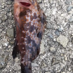 アジ探し@佐野漁港