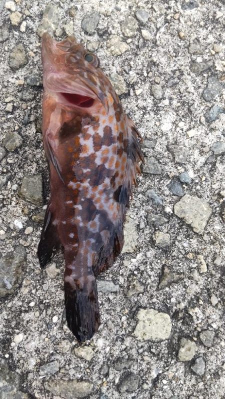 アジ探し@佐野漁港