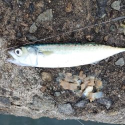 アジとタコ探し