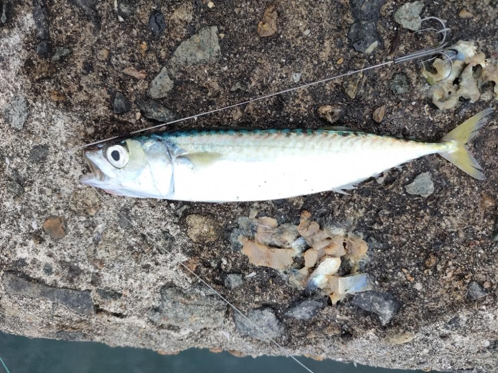 アジとタコ探し