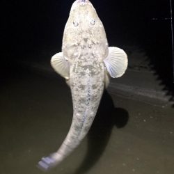 フリリグdeマゴチ