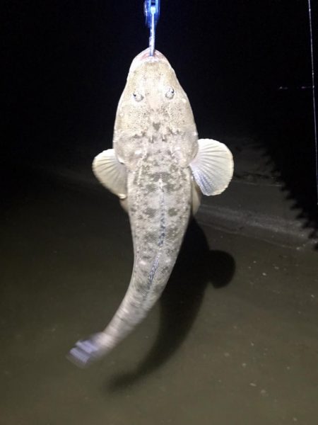 フリリグdeマゴチ