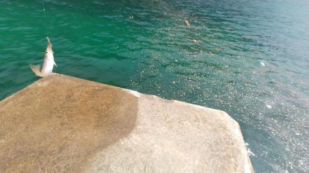 釣りと趣味のKちゃんねる　キス釣り