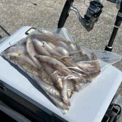 苅屋波止で早朝キス釣り絶好調!