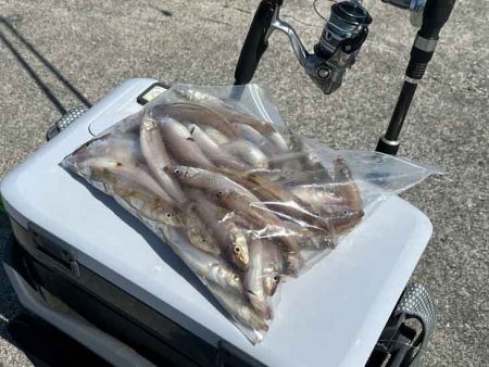 苅屋波止で早朝キス釣り絶好調！