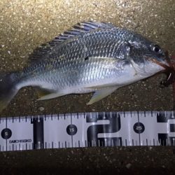 フリリグでチニング