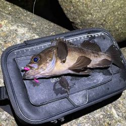 二見メバリング|梅雨メバル終盤も20UP連発!