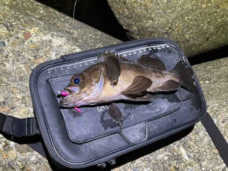 二見メバリング|梅雨メバル終盤も20UP連発!