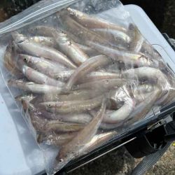 激渋からポイント移動で好調に！