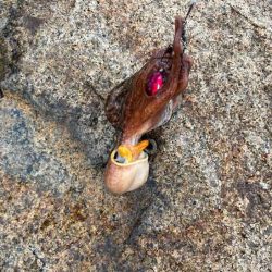 4回目チャレンジでようやくタコゲット