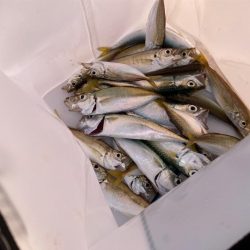 サビキ釣り好調!今年初のイワシも登場!