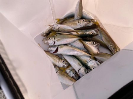 サビキ釣り好調！今年初のイワシも登場！