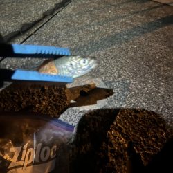 仕事終わりのアジ調査