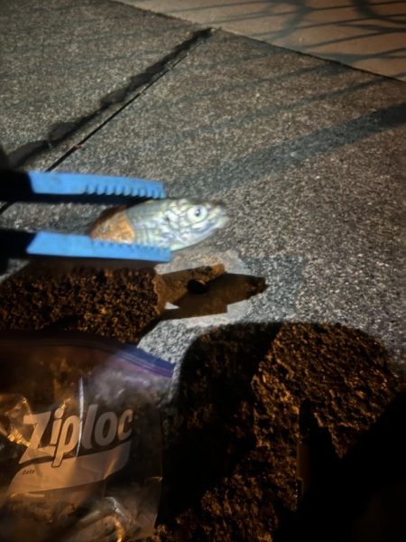 仕事終わりのアジ調査