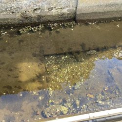 兵庫県の離島のドブ川ででまさかの60オーバーのウナギがとれた！