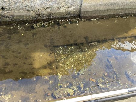 兵庫県の離島のドブ川ででまさかの60オーバーのウナギがとれた！