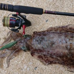 対馬エギング釣果