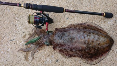 対馬エギング釣果