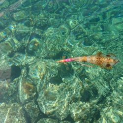 対馬エギング釣果