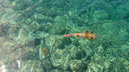 対馬エギング釣果