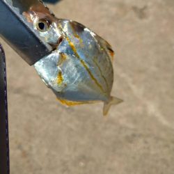 尺アジ釣れず😅