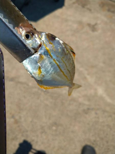 尺アジ釣れず😅