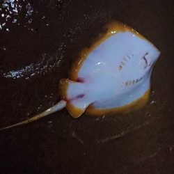 芦屋浜ナイトゲームでチヌ