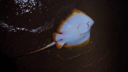 芦屋浜ナイトゲームでチヌ