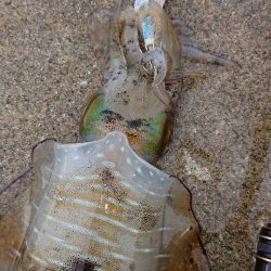 対馬エギング釣果