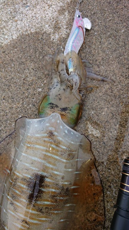 対馬エギング釣果