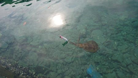 対馬エギング釣果