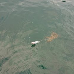 対馬エギング釣果