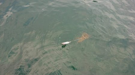 対馬エギング釣果