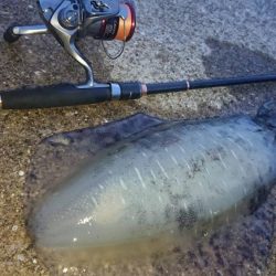 対馬エギング釣果