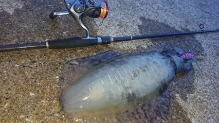 対馬エギング釣果