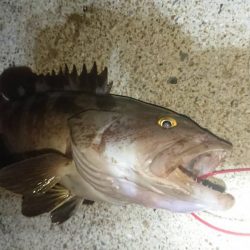 対馬ズボ釣り釣果