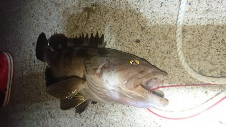 対馬ズボ釣り釣果