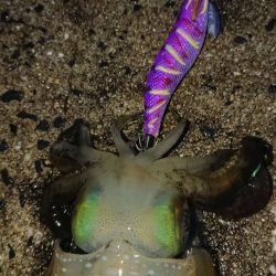 対馬エギング釣果
