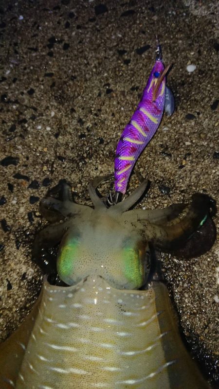 対馬エギング釣果